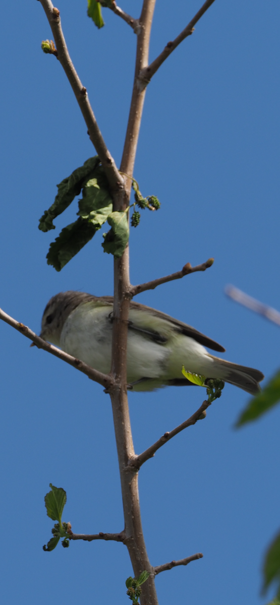 Ötücü Vireo - ML618233088