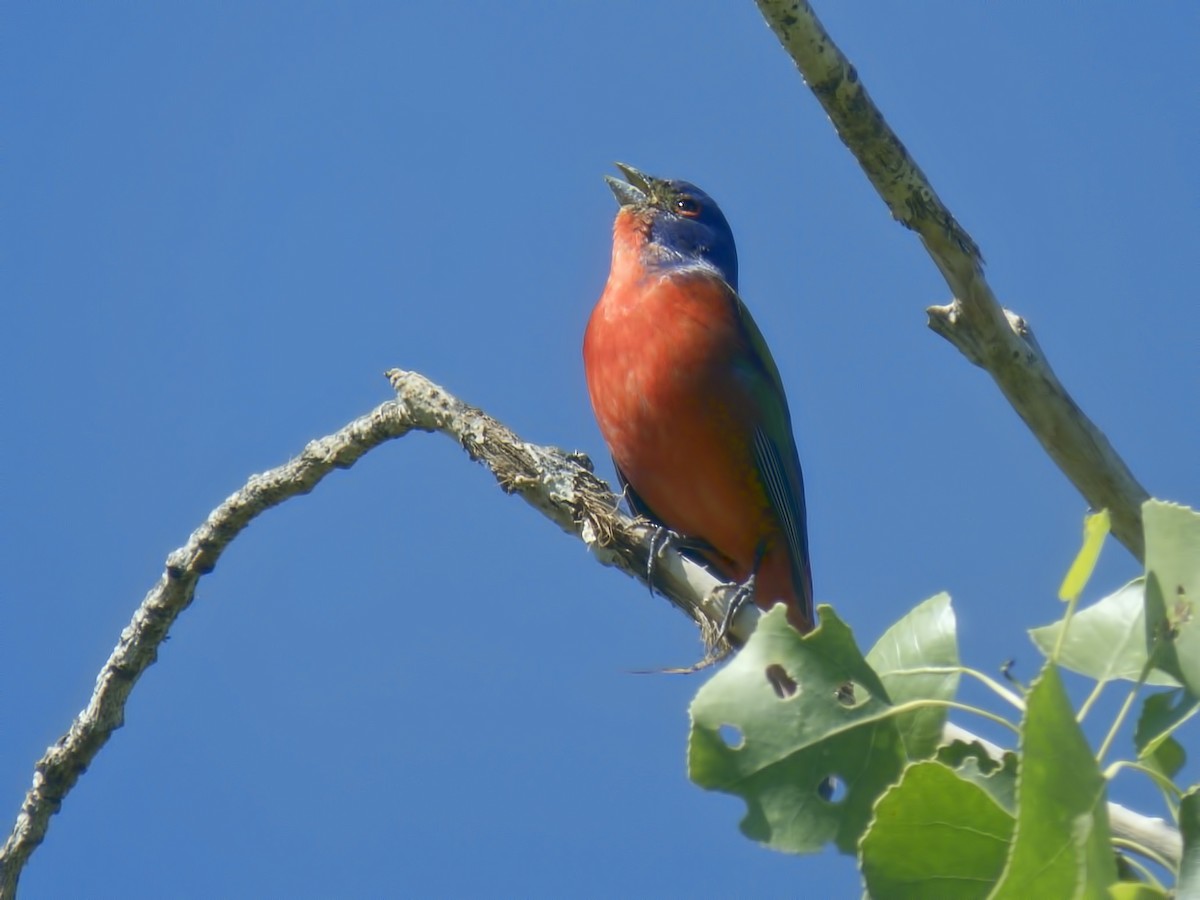 Painted Bunting - ML618233094