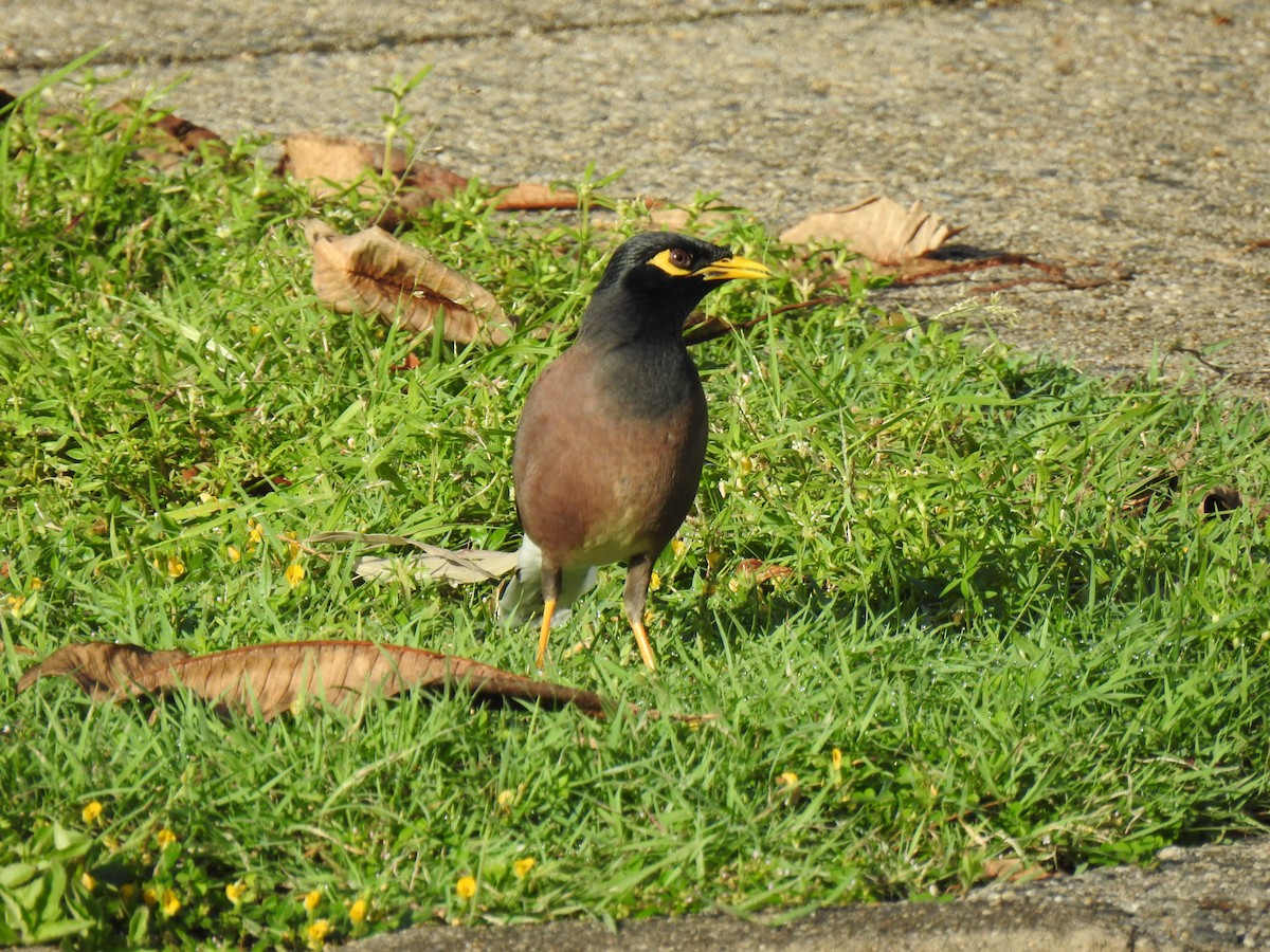 Common Myna - Monica Mesch