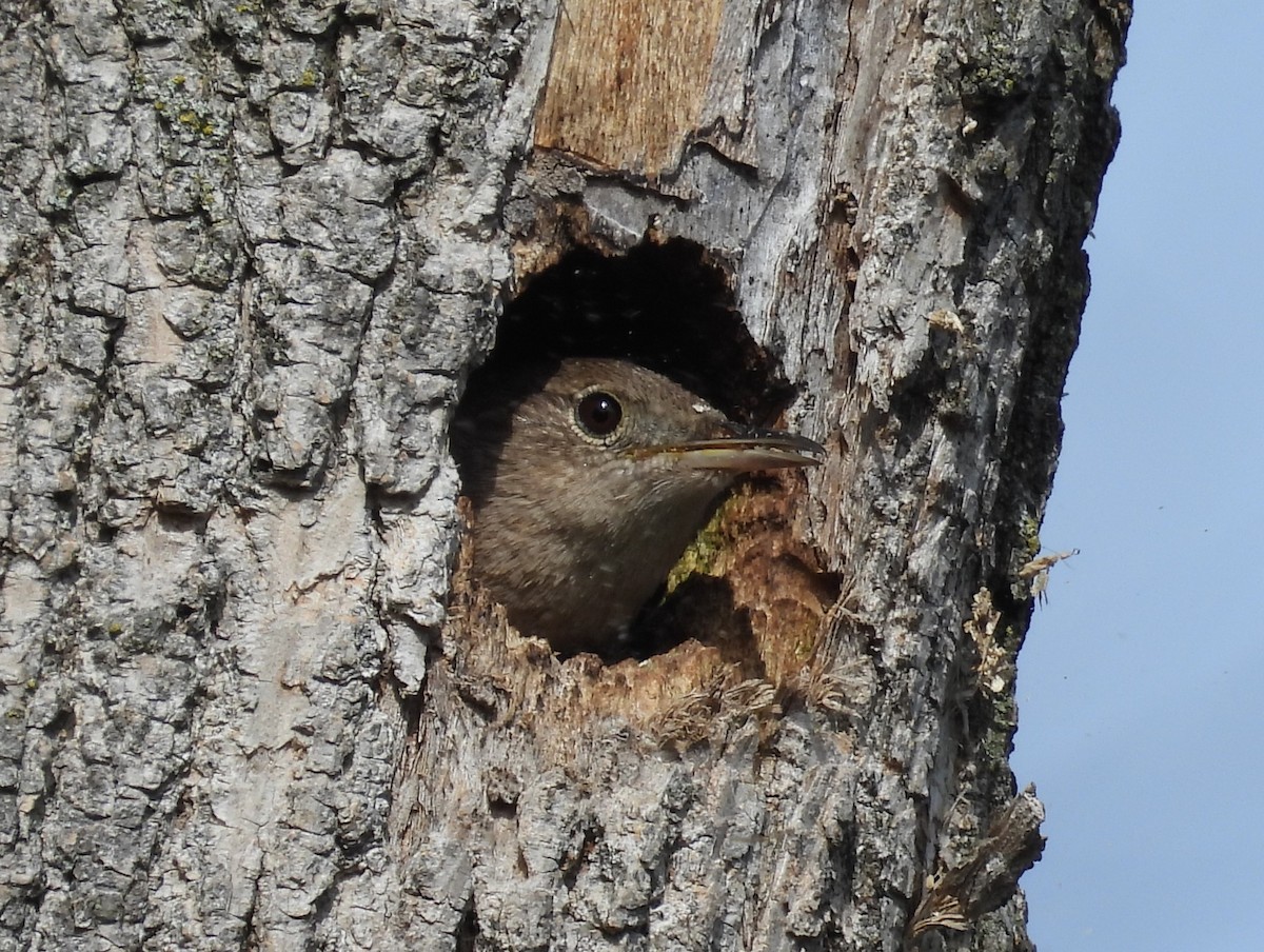 House Wren - Kathy Springer