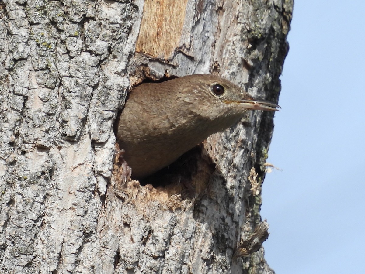 House Wren - Kathy Springer