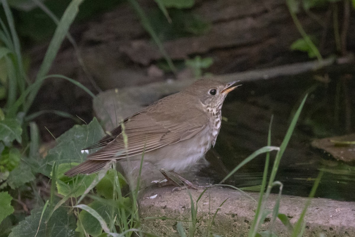 Gray-cheeked Thrush - Dan Ellison