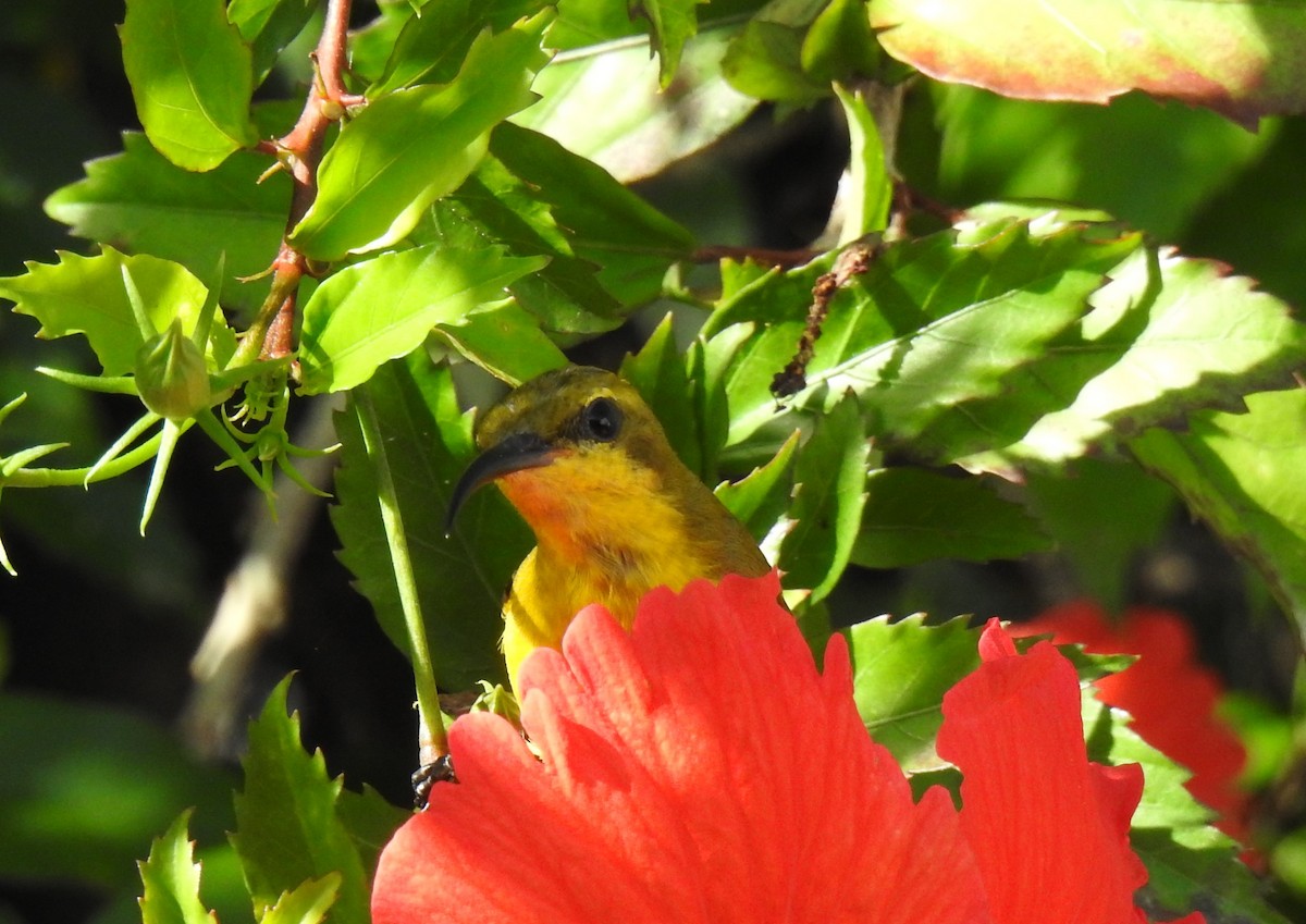 Sahul Sunbird - Monica Mesch