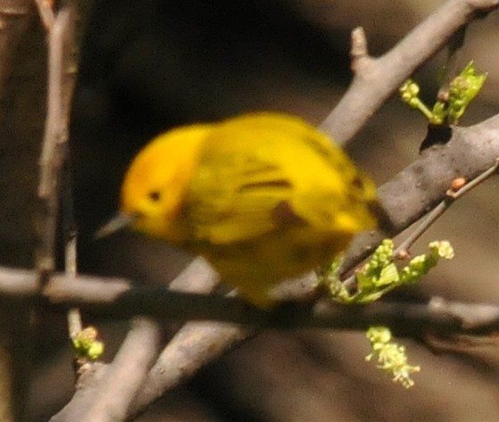 Yellow Warbler - Rich Ball