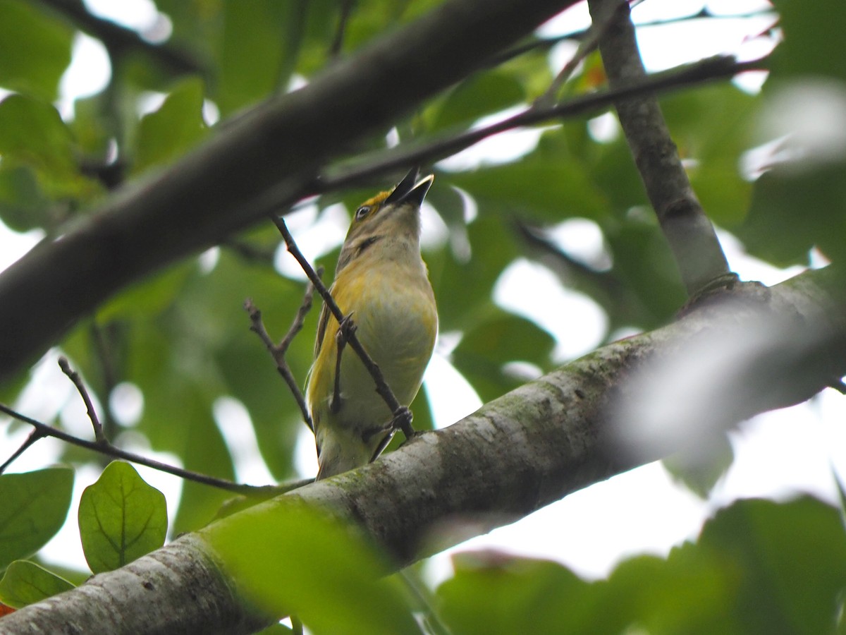 White-eyed Vireo - Sergey Buben