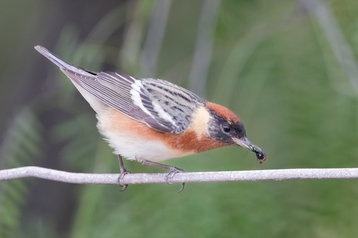 Bay-breasted Warbler - Dan Ellison