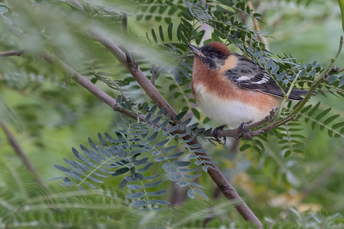 Bay-breasted Warbler - Dan Ellison