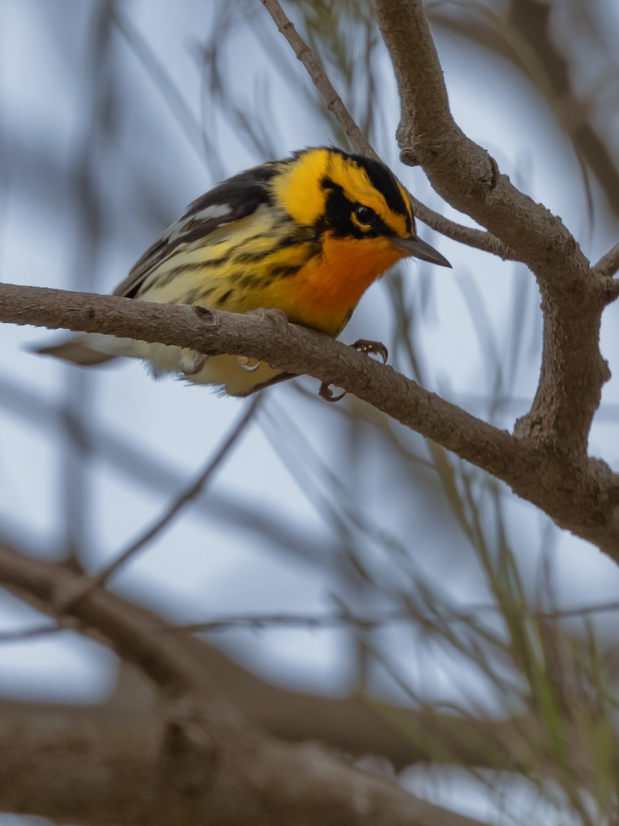 Blackburnian Warbler - Dan Ellison