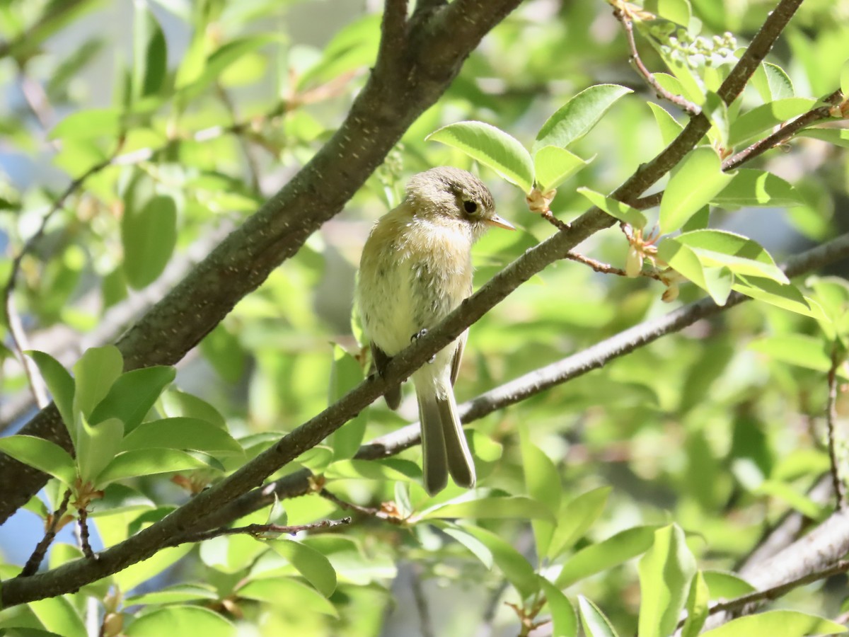 Buff-breasted Flycatcher - Carol Comeau