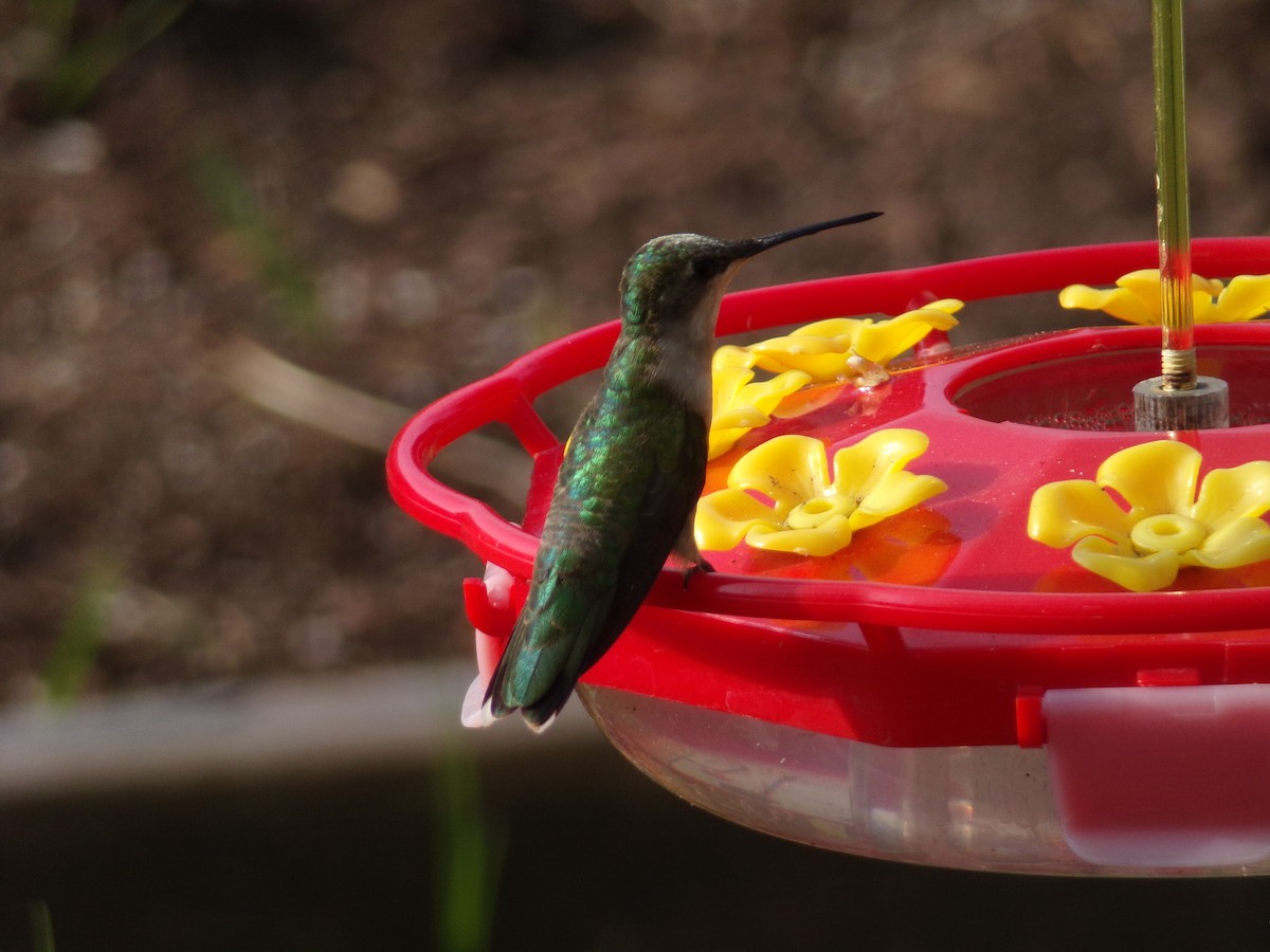 Ruby-throated Hummingbird - Texas Bird Family