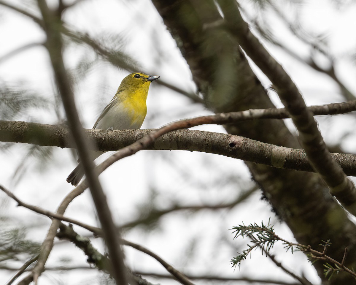 Yellow-throated Vireo - ML618233269