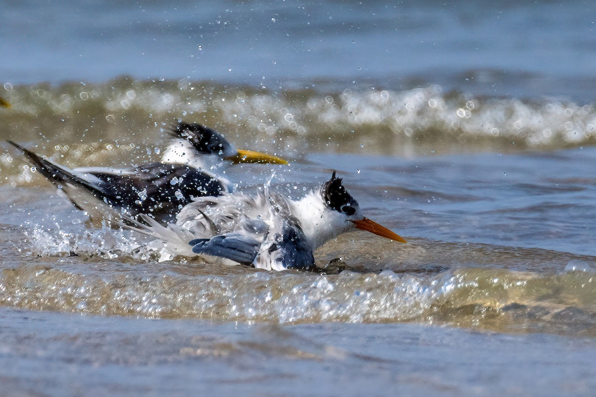 Lesser Crested Tern - Shaqayeq Vahshi