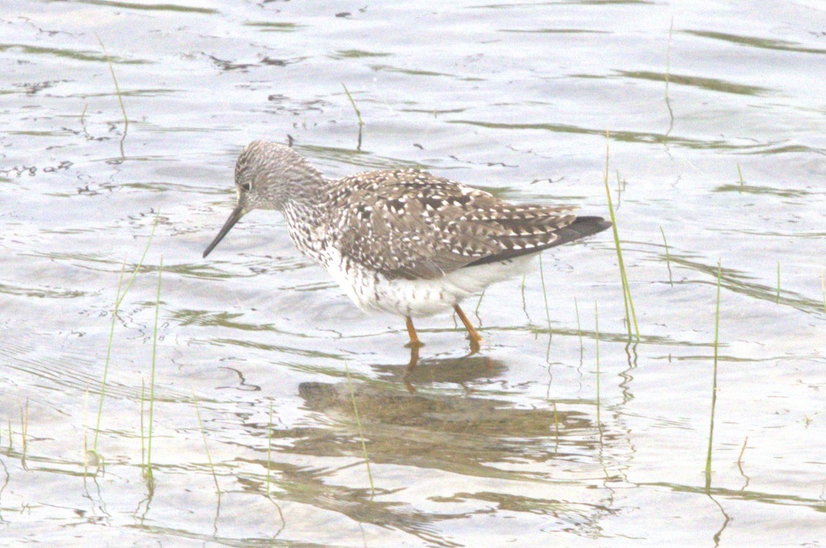 Lesser Yellowlegs - David Bennett