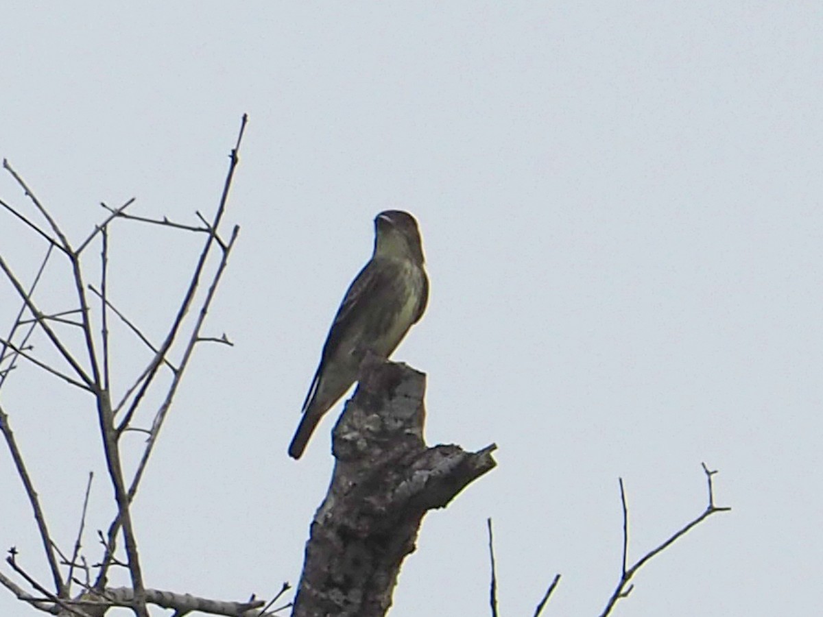 Olive-sided Flycatcher - Sergey Buben