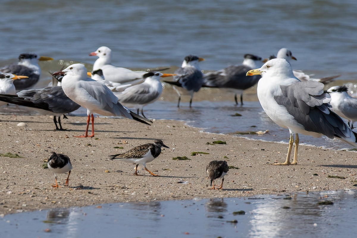 Ruddy Turnstone - ML618233297