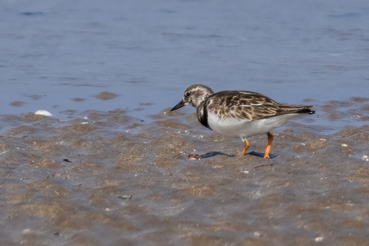 Ruddy Turnstone - Shaqayeq Vahshi