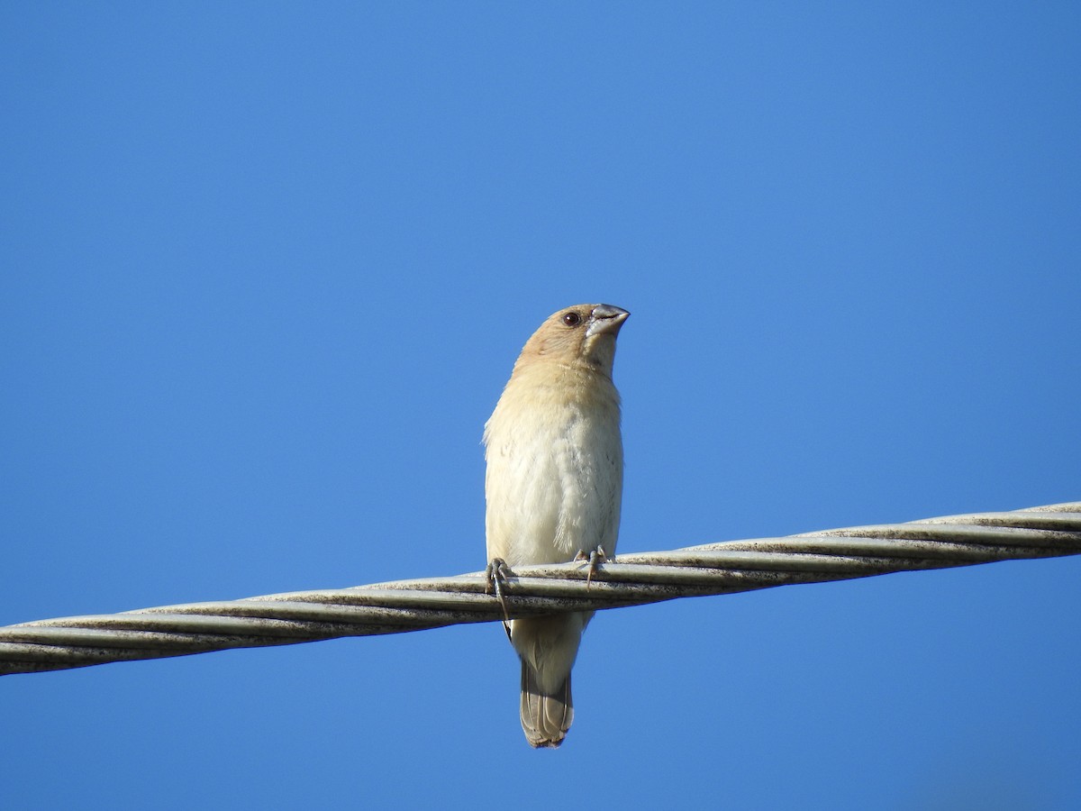 Scaly-breasted Munia - Monica Mesch