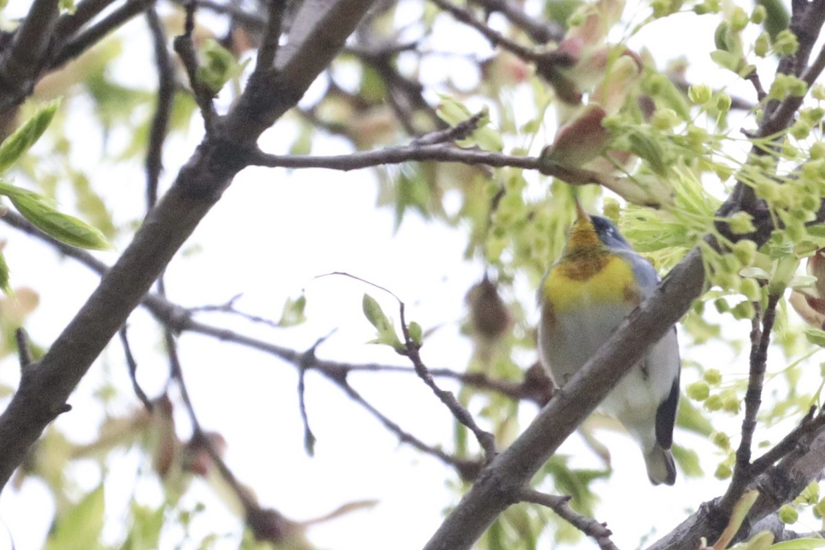 Northern Parula - Jason Milson