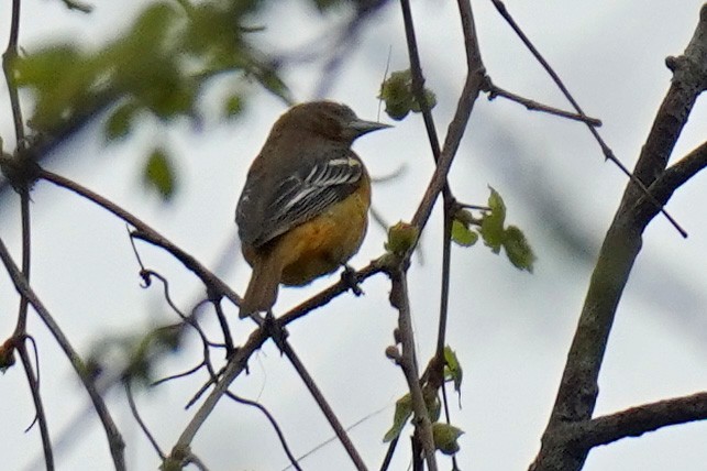 Baltimore Oriole - Susan Iannucci