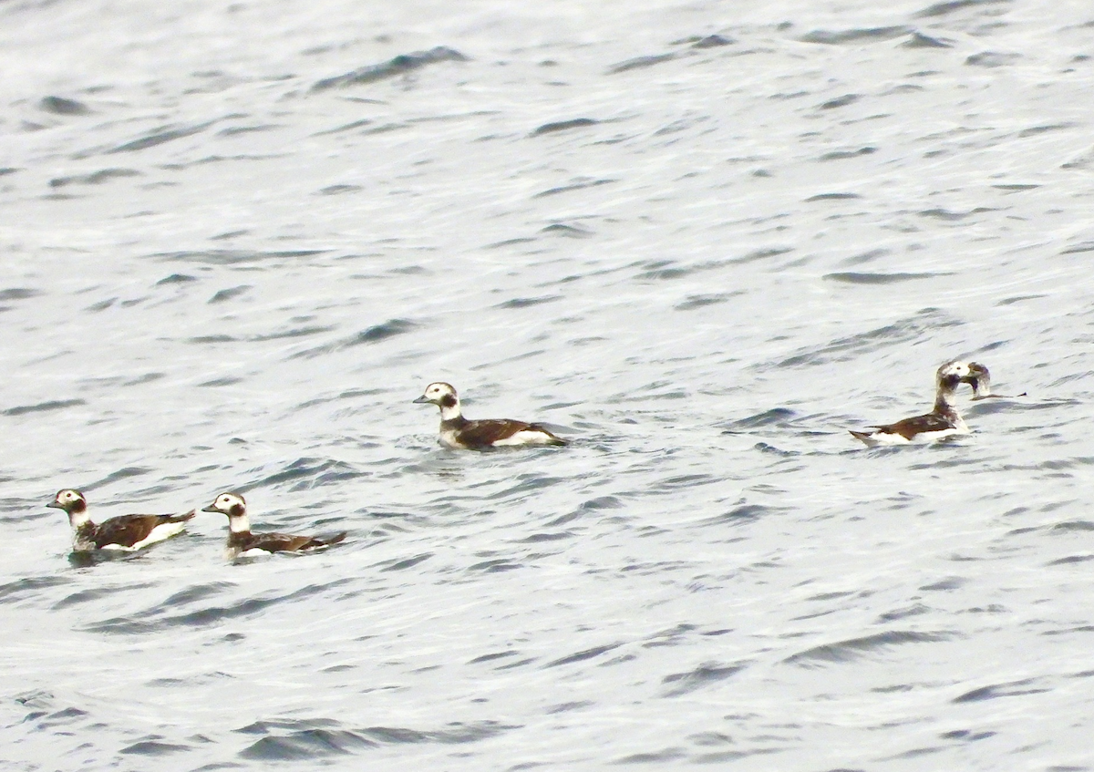 Long-tailed Duck - Vaishali Katju