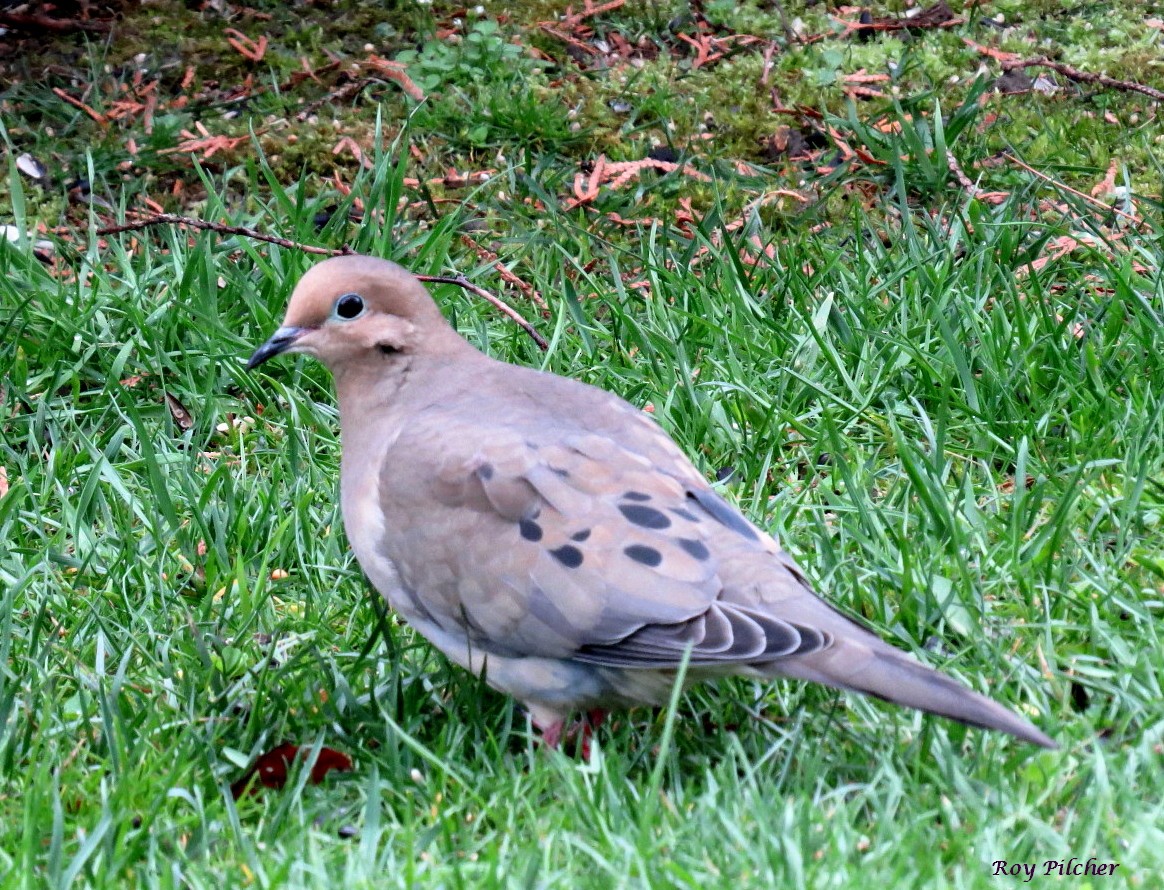 Mourning Dove - Roy Pilcher