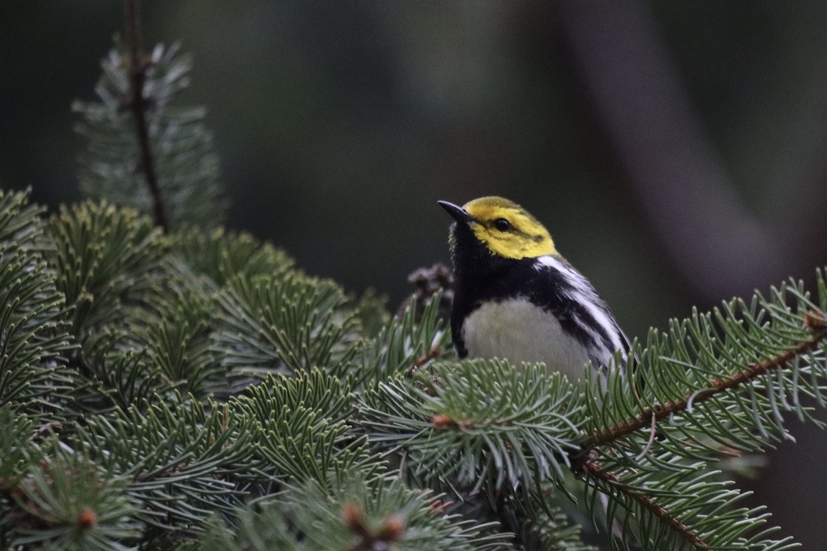 Black-throated Green Warbler - Jason Milson