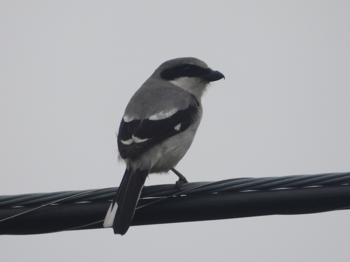 Loggerhead Shrike - Rodney Macready