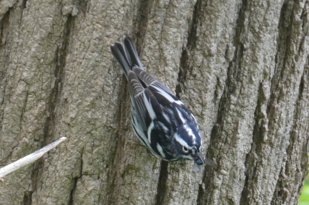 Black-and-white Warbler - Anonymous