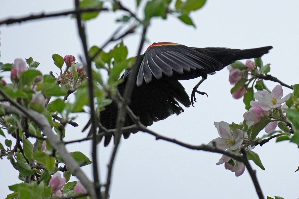 Red-winged Blackbird - Susan Iannucci