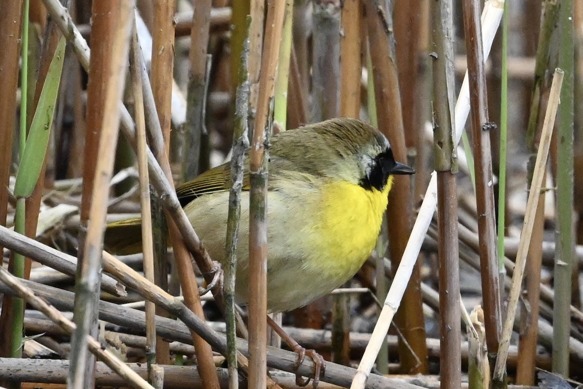 Common Yellowthroat - ML618233371