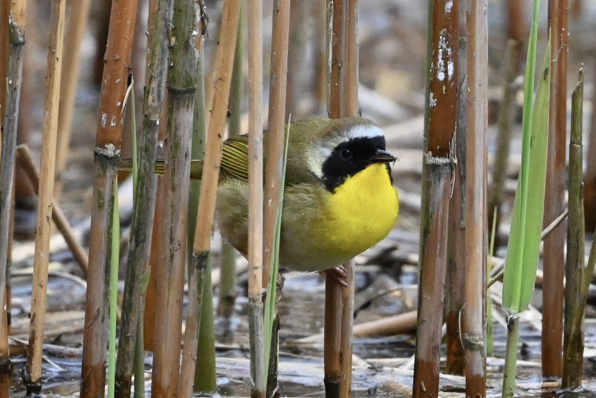 Common Yellowthroat - ML618233374