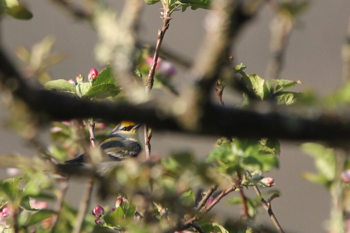 gullvingeparula x blåvingeparula (F1 hybrid) - ML618233385