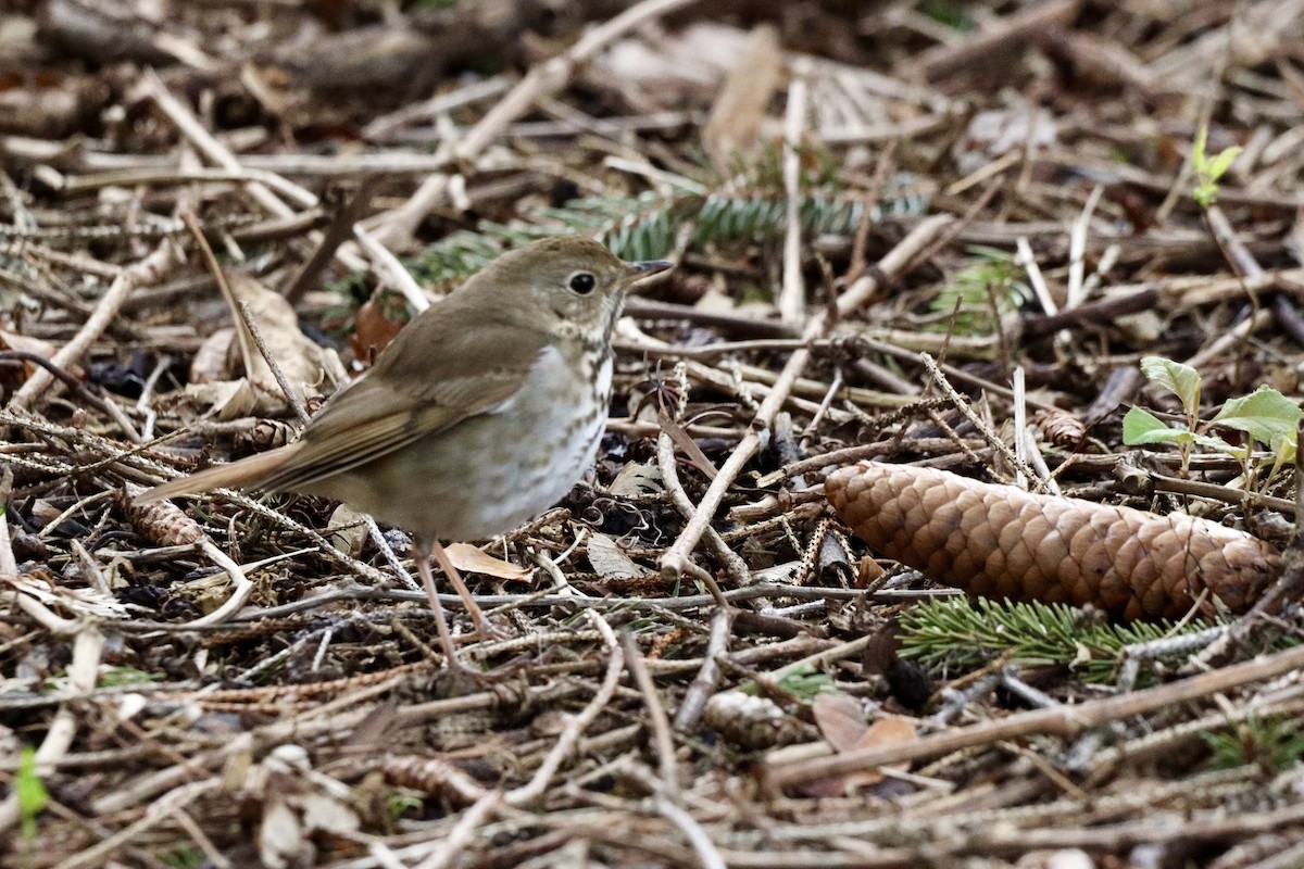 Hermit Thrush - Jason Milson