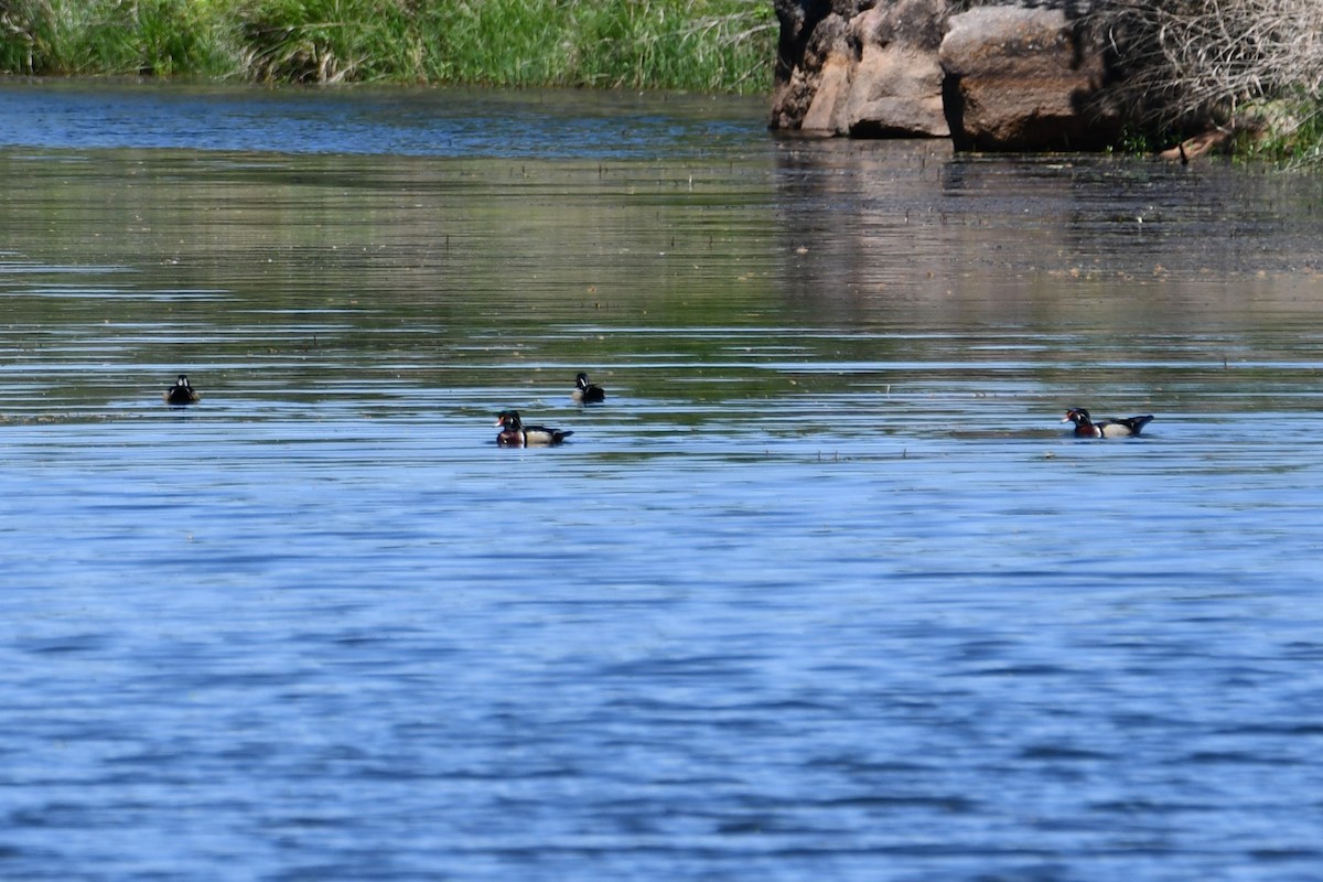 Wood Duck - ML618233409