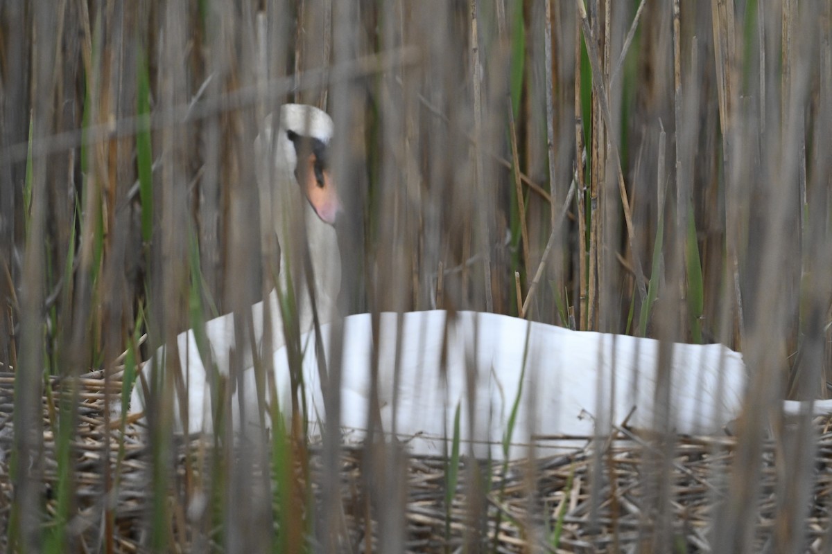 Mute Swan - ML618233430