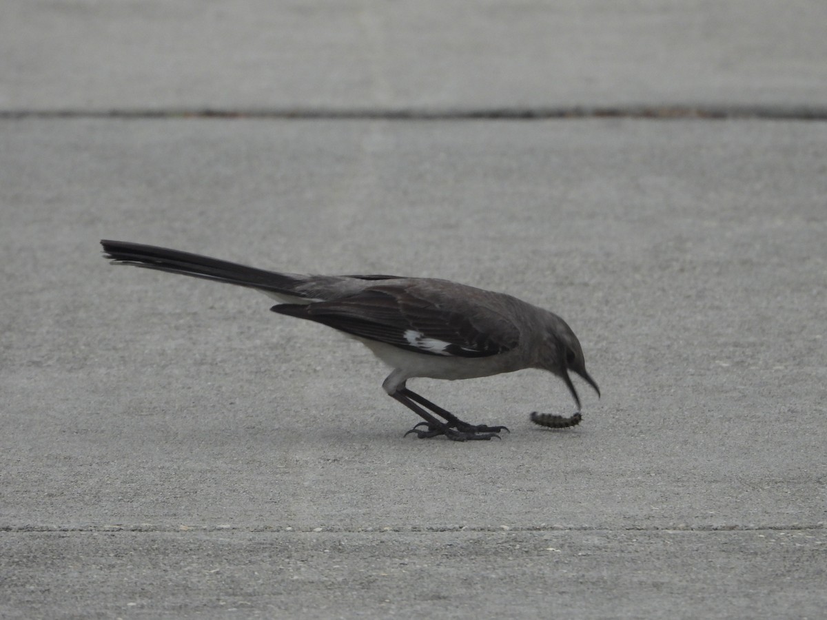 Northern Mockingbird - Rodney Macready