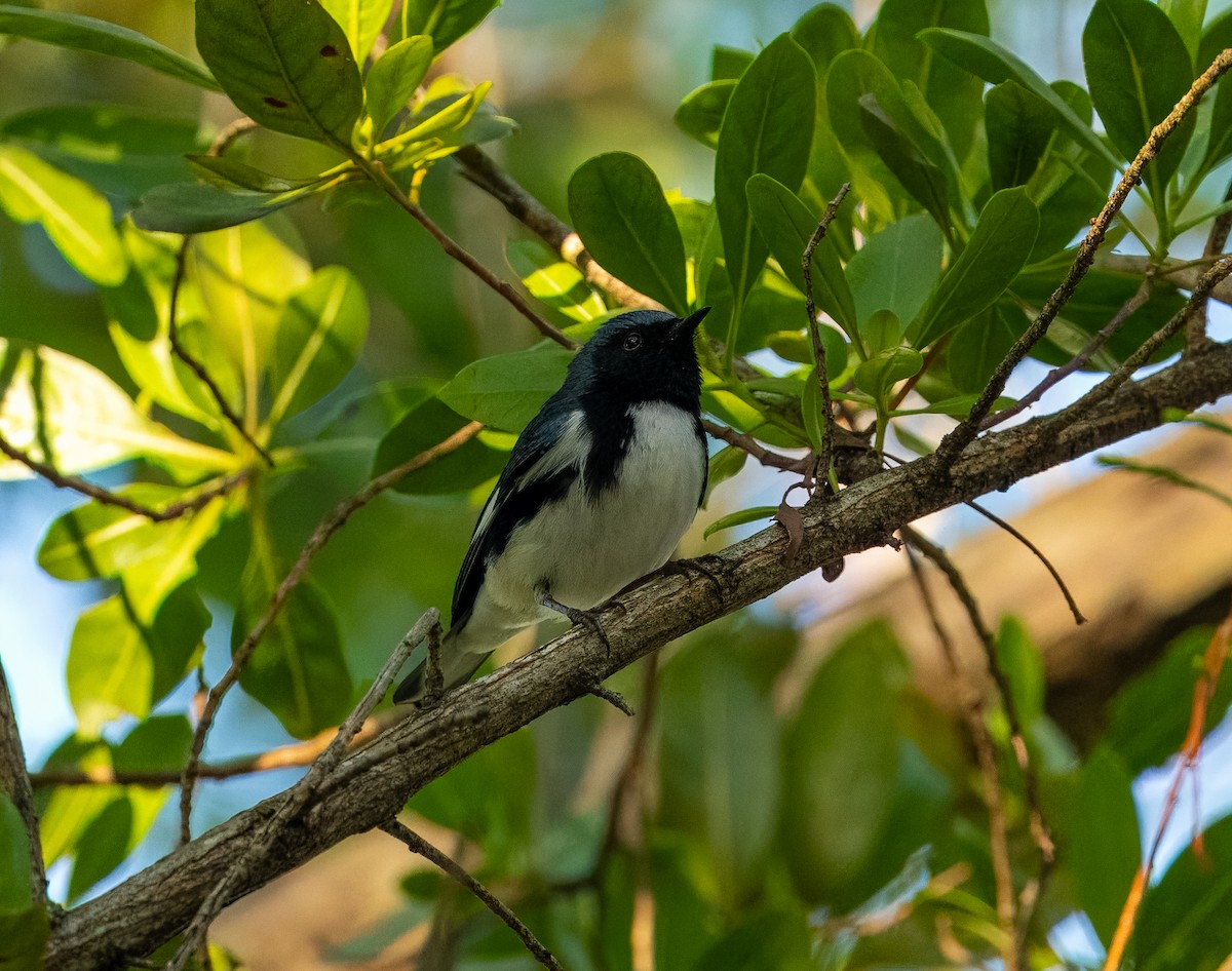 Black-throated Blue Warbler - Carlos Roberto Chavarria