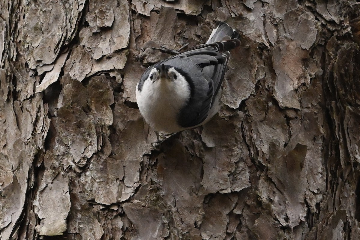 White-breasted Nuthatch - ML618233467