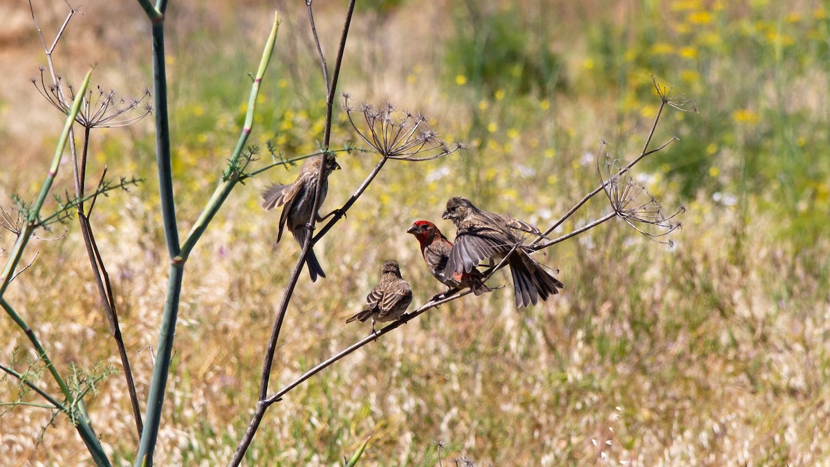 House Finch - ML618233472