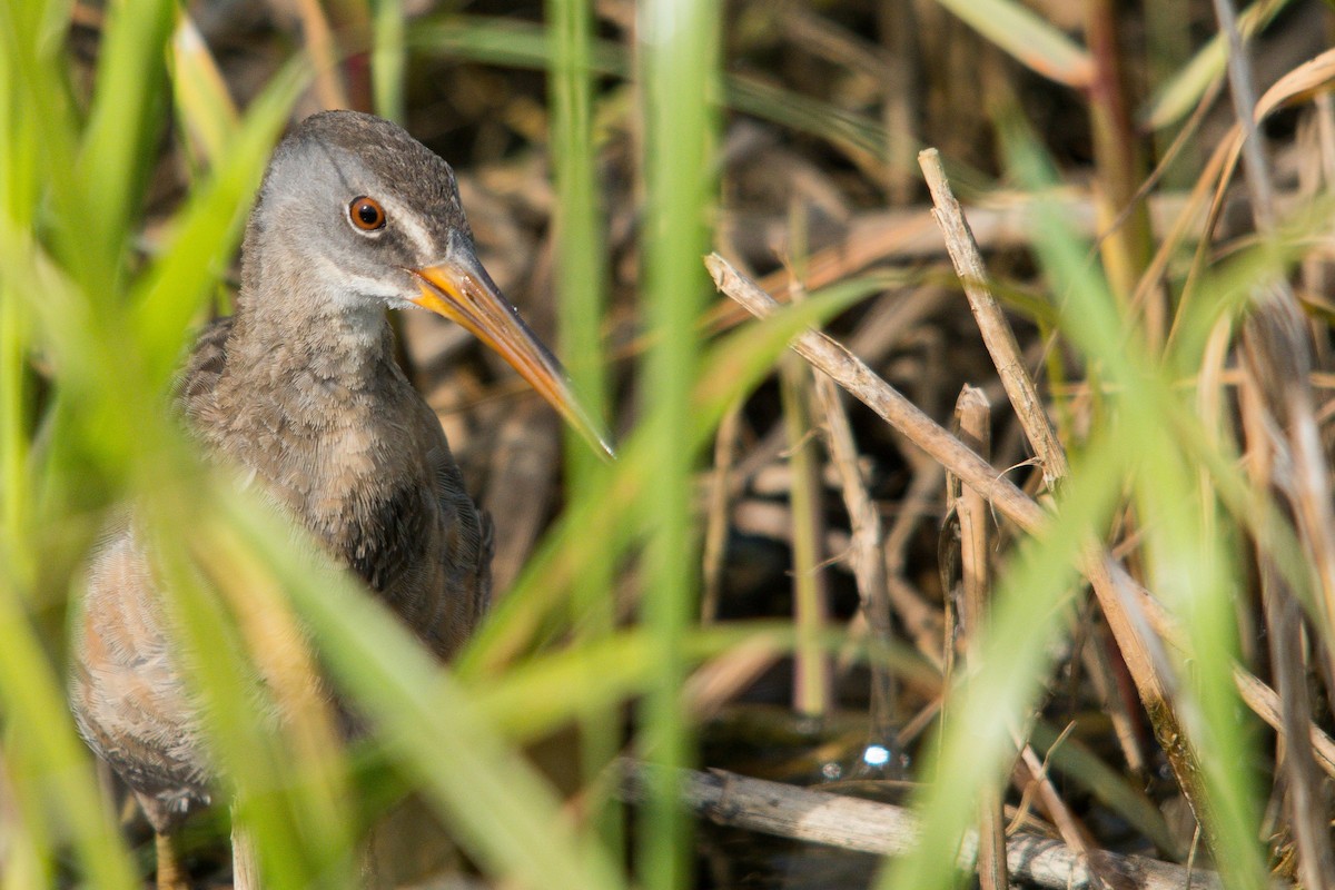 Clapper Rail - Ronan Pangie