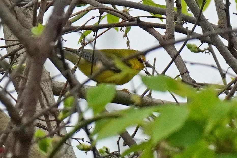 Blue-winged Warbler - Susan Iannucci