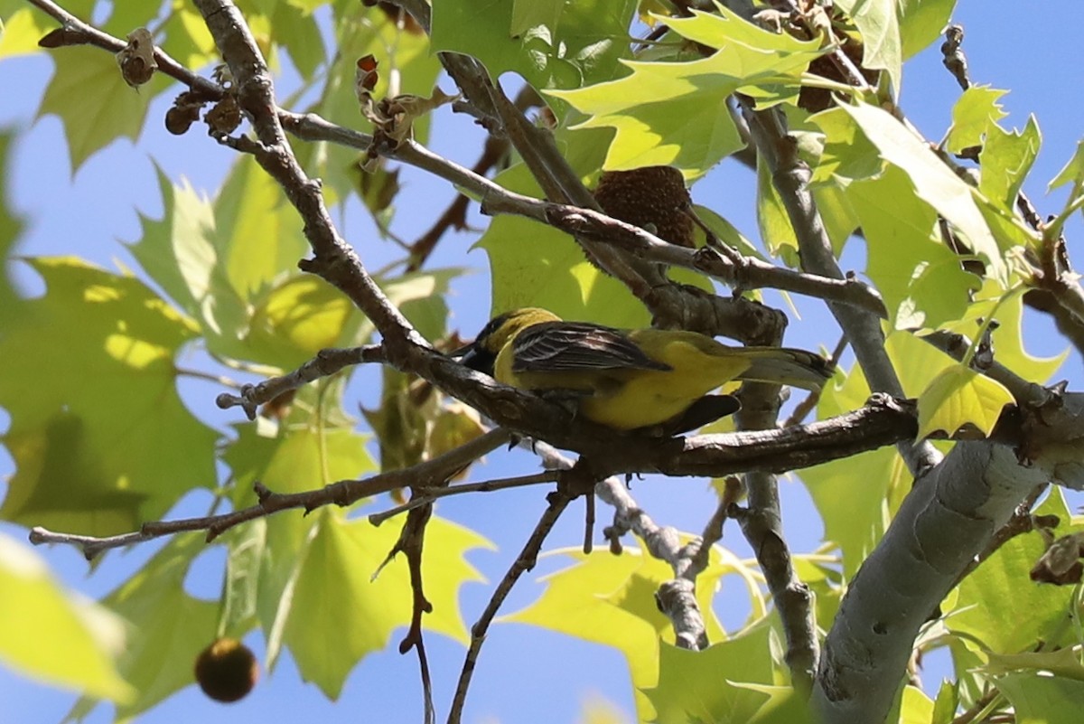 Orchard Oriole - ML618233533