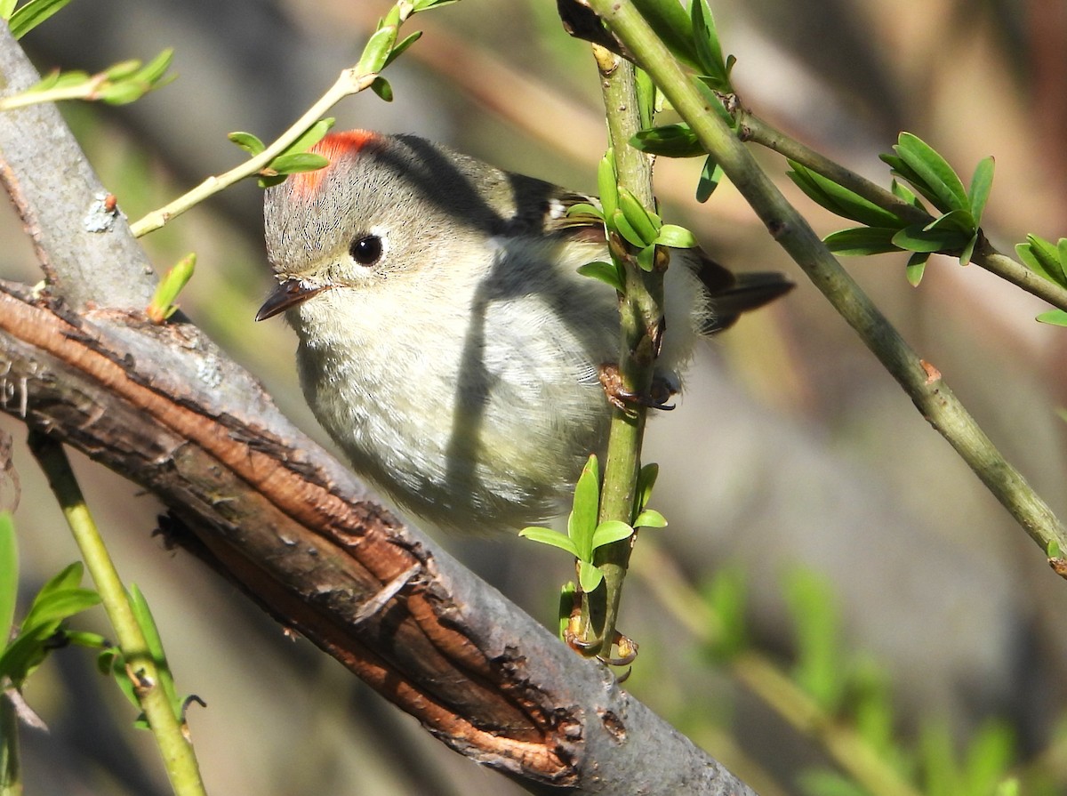 Ruby-crowned Kinglet - ML618233535