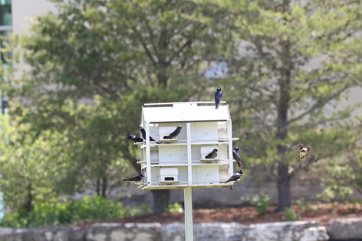 Purple Martin - ML618233538