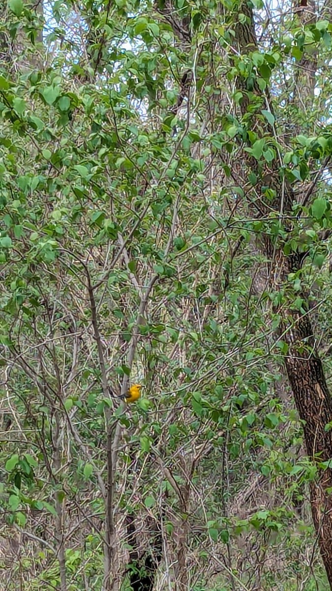 Prothonotary Warbler - ML618233544