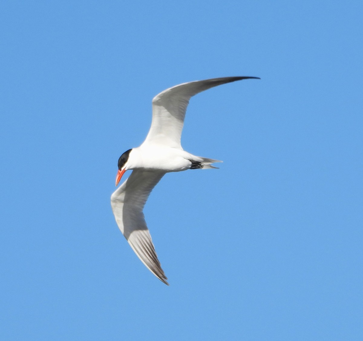 Caspian Tern - ML618233546