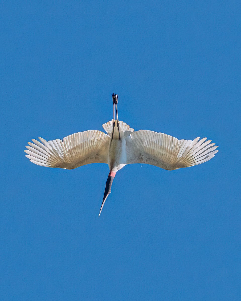 Jabiru - Victor Pássaro