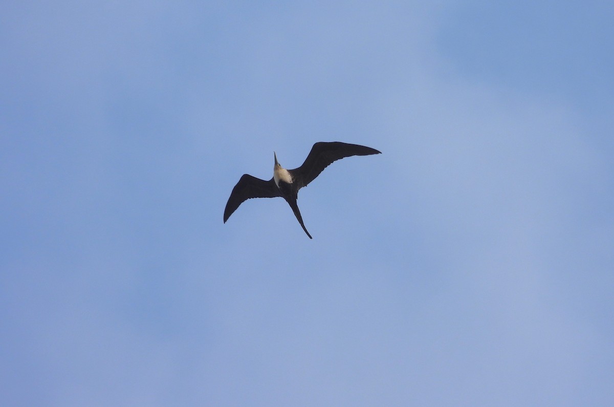 Magnificent Frigatebird - Valentina Roumi