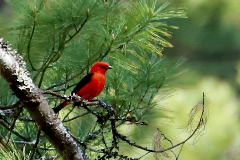 Scarlet Tanager - JoAnn Dalley