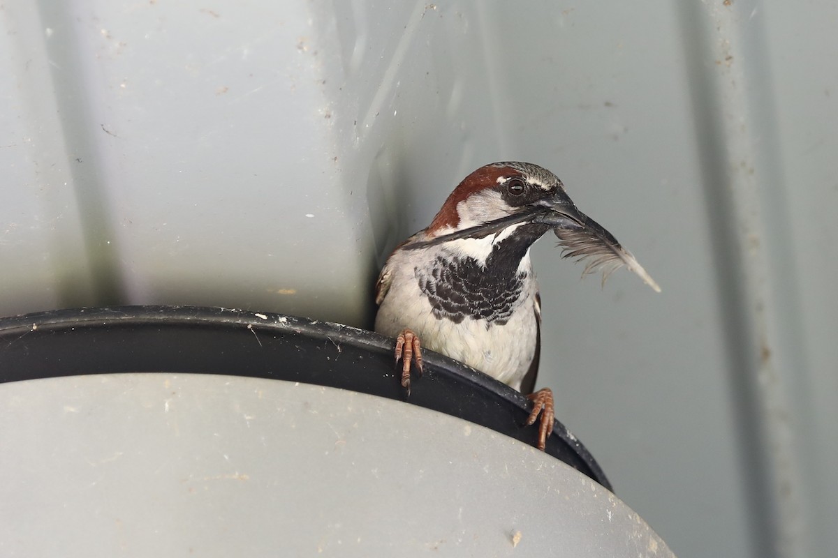 House Sparrow - ML618233571